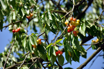 Картинка природа Ягоды черешня