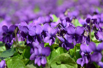 Картинка цветы фиалки весна макро природа