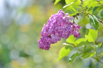 Картинка цветы сирень соцветие ветка