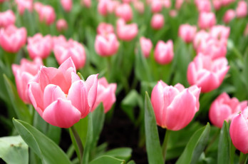 Картинка цветы тюльпаны нежность цветение лепестки