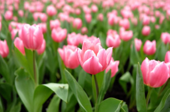 Картинка цветы тюльпаны нежность цветение лепестки