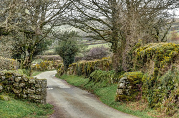 Картинка англия природа дороги камни деревья растения