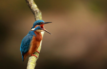 Картинка животные птицы ветка зимородок птица мира