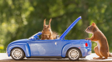 Картинка животные белки игрушка машинка пара зверьки