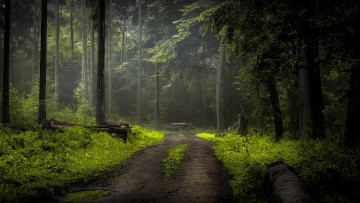 Картинка природа дороги лесная дорога