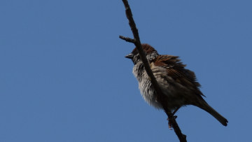 Картинка животные воробьи ветка