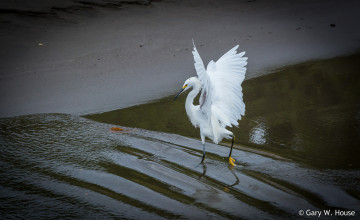 Картинка животные цапли +выпи цапля