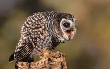 Картинка животные совы анфас