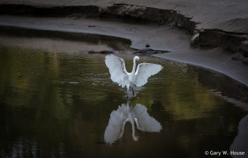 Картинка животные цапли +выпи цапля