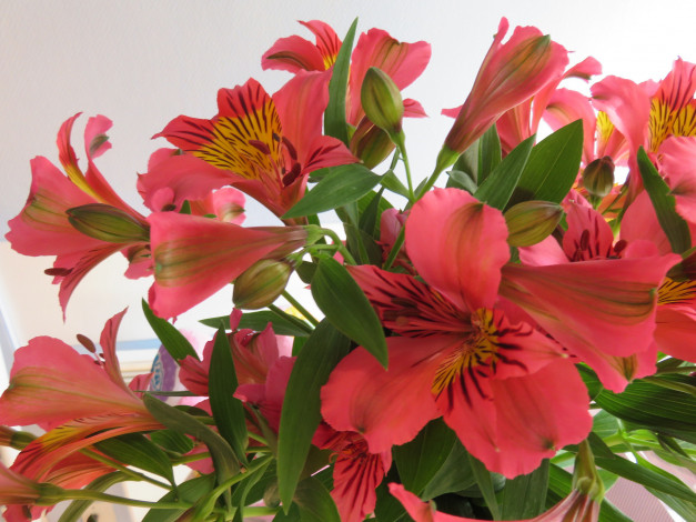 Обои картинки фото цветы, альстромерия, букет, цветение, альстамерия