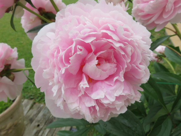 Обои картинки фото цветы, пионы, цветение, листья, лепестки, бутон, пион