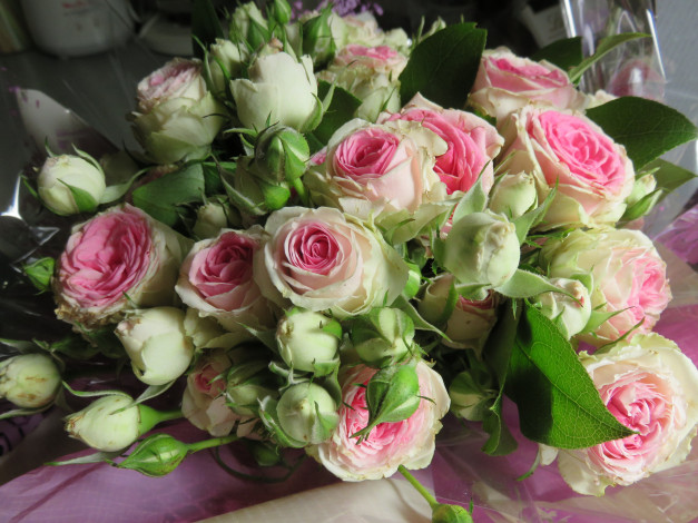 Обои картинки фото цветы, розы, blossoms, leaves, цветение, листья, petals, лепестки, роза, bud, rose, бутон