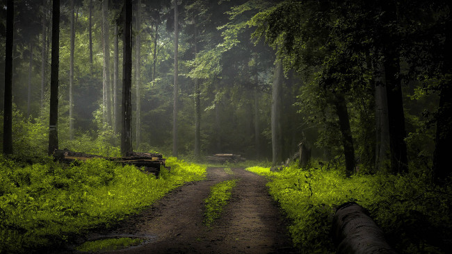 Обои картинки фото природа, дороги, лесная, дорога