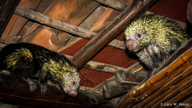 Обои картинки фото животные, - другое, зверьки