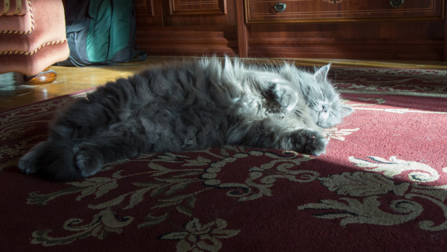 Обои картинки фото животные, коты, пушистый, кот