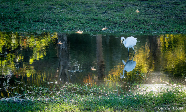 Обои картинки фото животные, цапли,  выпи, цапля