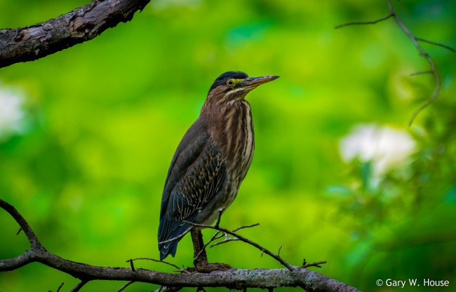 Обои картинки фото животные, цапли,  выпи, выпь