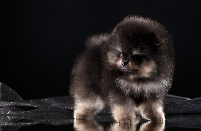 Обои картинки фото животные, собаки, черный, фон