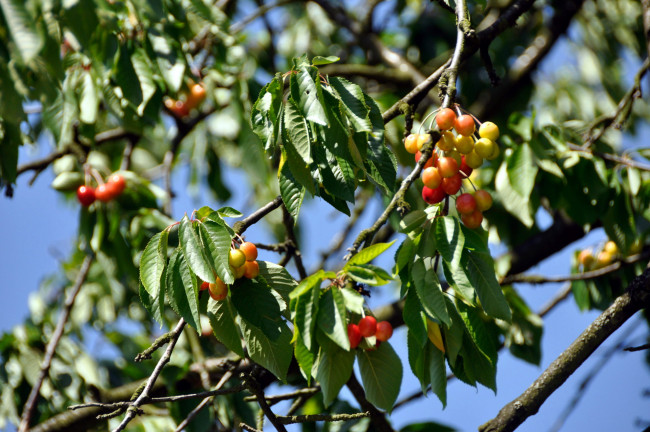 Обои картинки фото природа, Ягоды, черешня