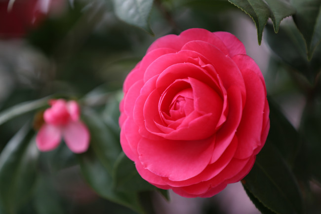 Обои картинки фото цветы, камелии, цветок, японская, камелия