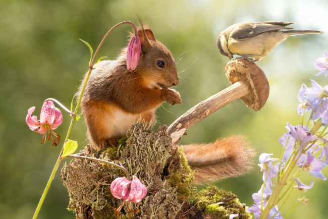 Обои картинки фото животные, белки, колокольчики, животное, природа, лилии, цветы, синица, птица, белка, зверёк, гриб, пень