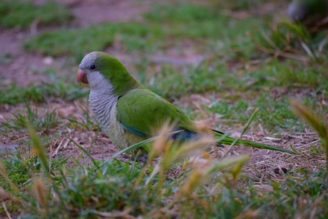 Обои картинки фото животные, попугаи, трава