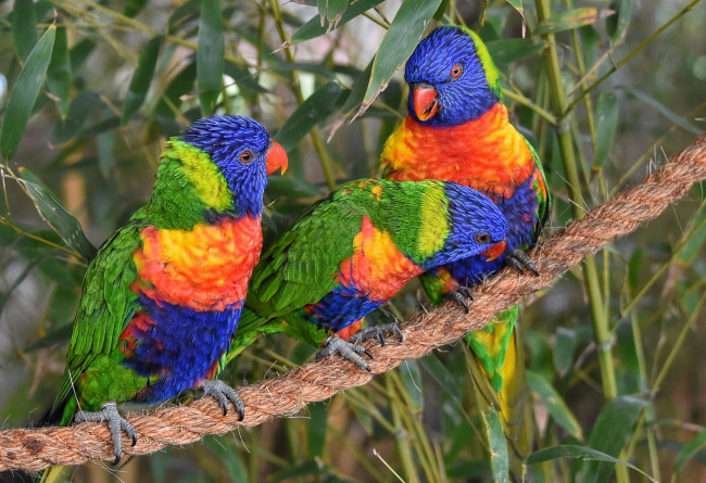 Обои картинки фото животные, попугаи, трио, лорикеты, птицы, троица