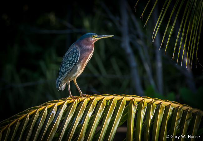 Обои картинки фото животные, цапли,  выпи, выпь