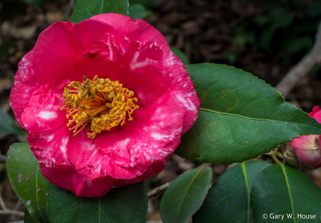 Обои картинки фото цветы, камелии, камелия