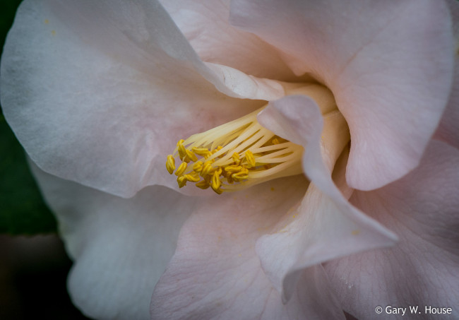 Обои картинки фото цветы, камелии, белая