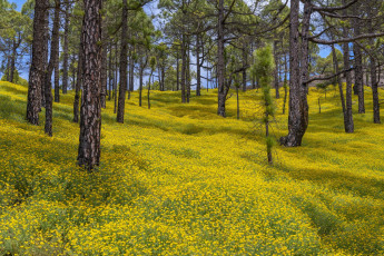 Картинка природа лес el paso canary islands spain