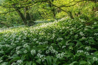 Картинка природа лес простор