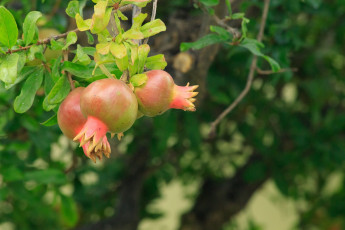 Картинка природа плоды гранат