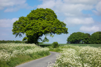 Картинка природа дороги простор