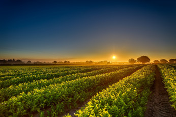 Картинка природа поля простор