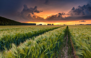 Картинка природа поля простор