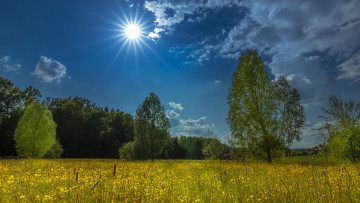 Картинка природа деревья простор