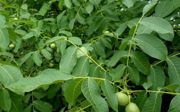 Картинка природа плоды грецкий орех