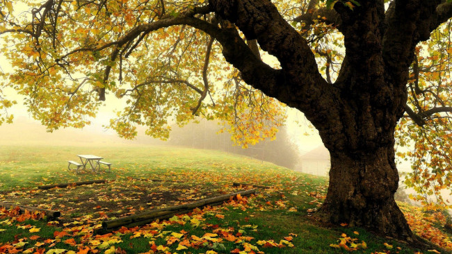 Обои картинки фото природа, парк, осень