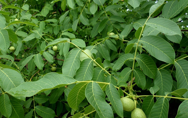 Обои картинки фото природа, плоды, грецкий, орех