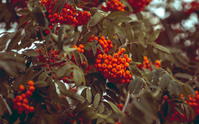Обои картинки фото природа, Ягоды,  рябина, ягоды, гроздья, рябина, осень