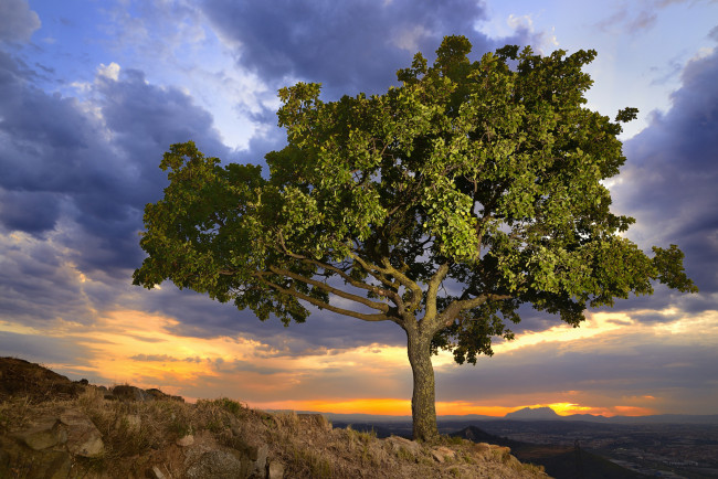 Обои картинки фото природа, деревья, простор