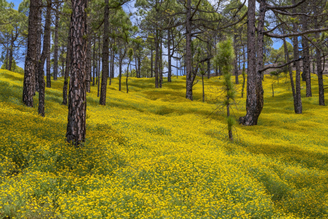 Обои картинки фото природа, лес, el, paso, canary, islands, spain