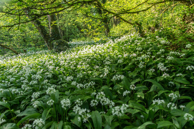 Обои картинки фото природа, лес, простор