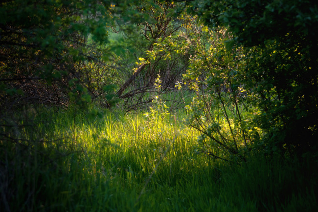 Обои картинки фото природа, лес, простор