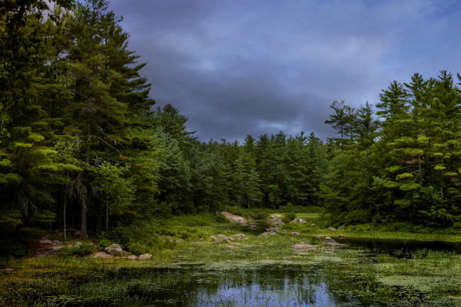 Обои картинки фото природа, лес, простор