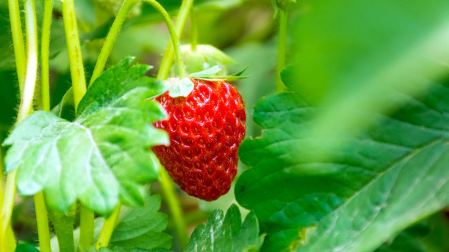 Обои картинки фото природа, ягоды, клубника