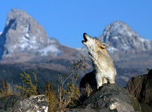 Картинка животные волки +койоты +шакалы волк вой камни скалы