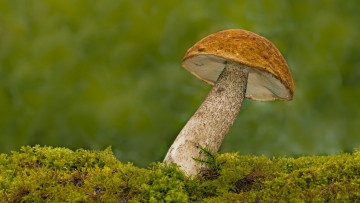 Картинка природа грибы подосиновик