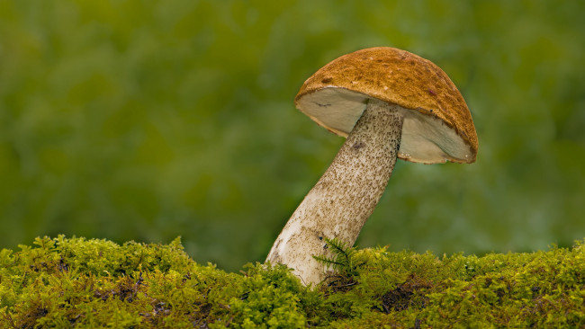 Обои картинки фото природа, грибы, подосиновик